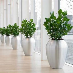 上海多區(qū)域綠植服務(wù)全解析 寶山出租、青浦租賃、靜安室內(nèi)與園林施工一站式指南