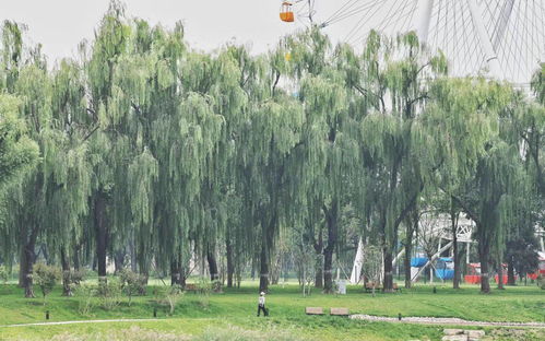 城市綠心再添新景 北京龍?zhí)吨泻珗@“十一”前免費(fèi)開(kāi)放，園林綠化工程進(jìn)入沖刺階段