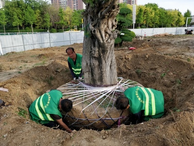 濰坊東風(fēng)街北海路環(huán)島綠化苗木遷移完成，養(yǎng)護(hù)管理工程全面展開(kāi)