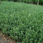 沭陽(yáng)縣久久干花工藝品廠 專注干花工藝，養(yǎng)護(hù)管理工程詳解